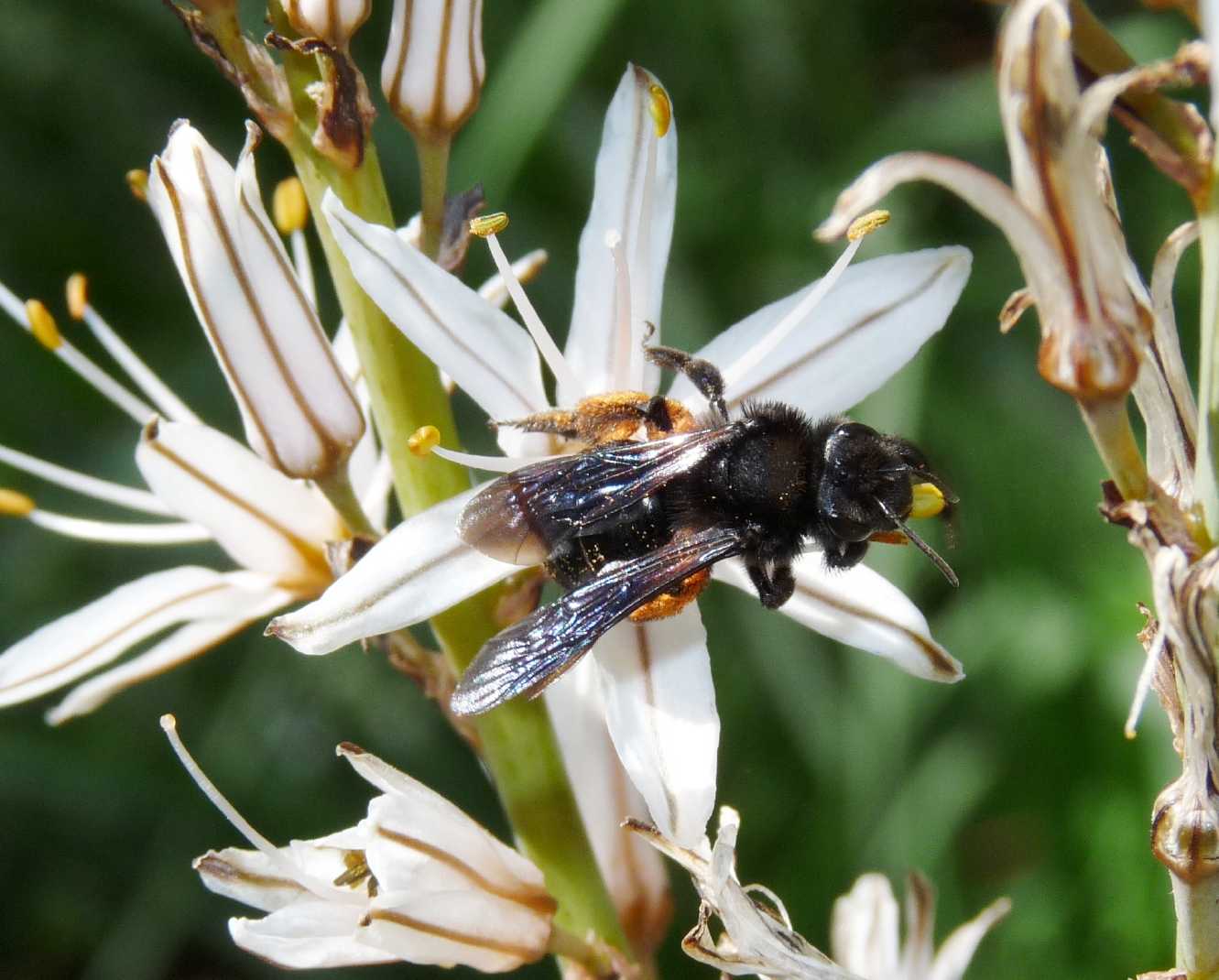 Andrena morio F (Apidae Andreninae)